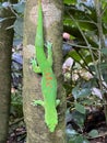 Gold dust day gecko Phelsuma laticauda, Syn. Pachydactylus laticauda, Der Goldstaub-Taggecko or il felsuma dalla coda larga Royalty Free Stock Photo