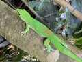 Gold dust day gecko Phelsuma laticauda, Syn. Pachydactylus laticauda, Der Goldstaub-Taggecko or il felsuma dalla coda larga