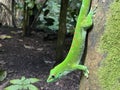 Gold dust day gecko Phelsuma laticauda, Syn. Pachydactylus laticauda, Der Goldstaub-Taggecko or il felsuma dalla coda larga