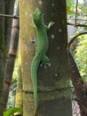 Gold dust day gecko Phelsuma laticauda, Syn. Pachydactylus laticauda, Der Goldstaub-Taggecko or il felsuma dalla coda larga Royalty Free Stock Photo