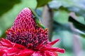 Gold dust day gecko on red torch ginger blossom in hawaii. Royalty Free Stock Photo