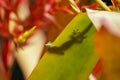 Gold dust day gecko silhouette behind leaf Royalty Free Stock Photo