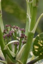 Spotted laurel Aucuba japonica Variegata, flowers Royalty Free Stock Photo