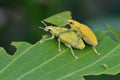 Gold dust weevils