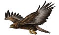 Gold eagle fly color vector.