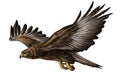 Gold eagle fly color vector. Royalty Free Stock Photo
