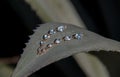 Gold earrings decorated with blue topaz lie on the surface of the leaf of a tropical plant.