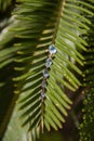 Gold earrings decorated with blue topaz lie on the surface of the leaf of a tropical plant.