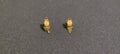 Gold earrings one pears background dork