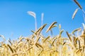 Gold ears of wheat against a clear blue sky soft focus, closeup, agriculture background Royalty Free Stock Photo