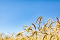 Gold ears of wheat against a clear blue sky soft focus, closeup, agriculture background Royalty Free Stock Photo