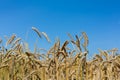 Gold ears of wheat against a clear blue sky soft focus, closeup, agriculture background Royalty Free Stock Photo