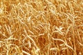 Gold ears of wheat, daylight. Wheat field in nature