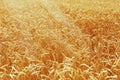 Gold ears of wheat, daylight. Rich harvest concept Royalty Free Stock Photo