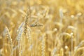 Gold ears of wheat in warm sunlight. Wheat field in sunset light. Autumn harvest of grain crops. Rural scenery Royalty Free Stock Photo