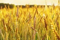 Gold ears of wheat in warm sunlight. Wheat field in the sunset light. Rich harvest concept Royalty Free Stock Photo