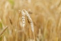 Gold ears of wheat in warm sunlight. Wheat field in sunset light. Rich harvest concept Royalty Free Stock Photo