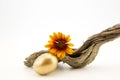 Gold egg, daisy, and driftwood reflect economic goals achieved Royalty Free Stock Photo