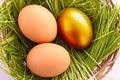 Gold egg in nest Royalty Free Stock Photo