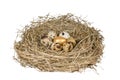 Gold egg in nest Royalty Free Stock Photo