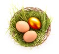 Gold egg in nest isolated Royalty Free Stock Photo