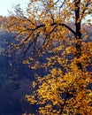 Gold fall high real tree Royalty Free Stock Photo