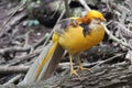 Gold Fasan closeup standing on branch side angle