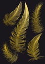 Gold feathers, vector drawings over black