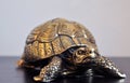 Gold feng-shui turtles Royalty Free Stock Photo