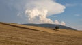 On the gold field is lonely tilted tree