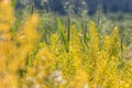 Gold field pennycress Thlaspi arvense on the field