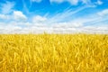 Gold fields Wheat panorama with blue sky and clouds, rural countryside Royalty Free Stock Photo