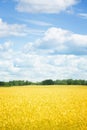 Gold fields Wheat panorama with blue sky and clouds, rural countryside Royalty Free Stock Photo