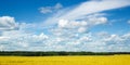 Gold fields Wheat panorama with blue sky and clouds, rural countryside Royalty Free Stock Photo