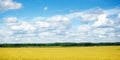 Gold fields Wheat panorama with blue sky and clouds, rural countryside Royalty Free Stock Photo