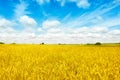 Gold fields Wheat panorama with blue sky and clouds, rural countryside Royalty Free Stock Photo