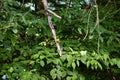 Gold finch perching in the cool shade of the trees in June 2023 Jenningsville Pennsylvania Royalty Free Stock Photo