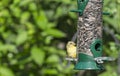 Gold Finch at a Bird Feeder #1 Royalty Free Stock Photo