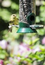 Gold Finch at a Bird Feeder #2 Royalty Free Stock Photo