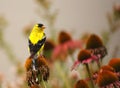 Gold Finch on Bloom Royalty Free Stock Photo