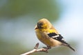 Gold finch clings to a branch Royalty Free Stock Photo