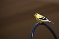 Gold finch Royalty Free Stock Photo