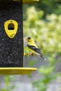 Gold Finch Eating Royalty Free Stock Photo