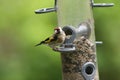 Gold Finch Feeder Royalty Free Stock Photo