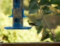Gold finch feeding at blue bird feeder in summer in Minnesota Royalty Free Stock Photo