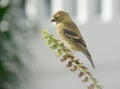 Wild Gold Finch Finding the Last Seeds of the Season Royalty Free Stock Photo