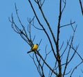 Gold finch perches on atop a tree looking at the horizon Jenningsville Pennsylvania Royalty Free Stock Photo