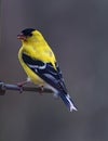 Gold Finch Perched Royalty Free Stock Photo