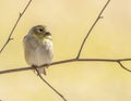 Gold Finch Perched Royalty Free Stock Photo