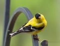 Gold Finch Perched Royalty Free Stock Photo